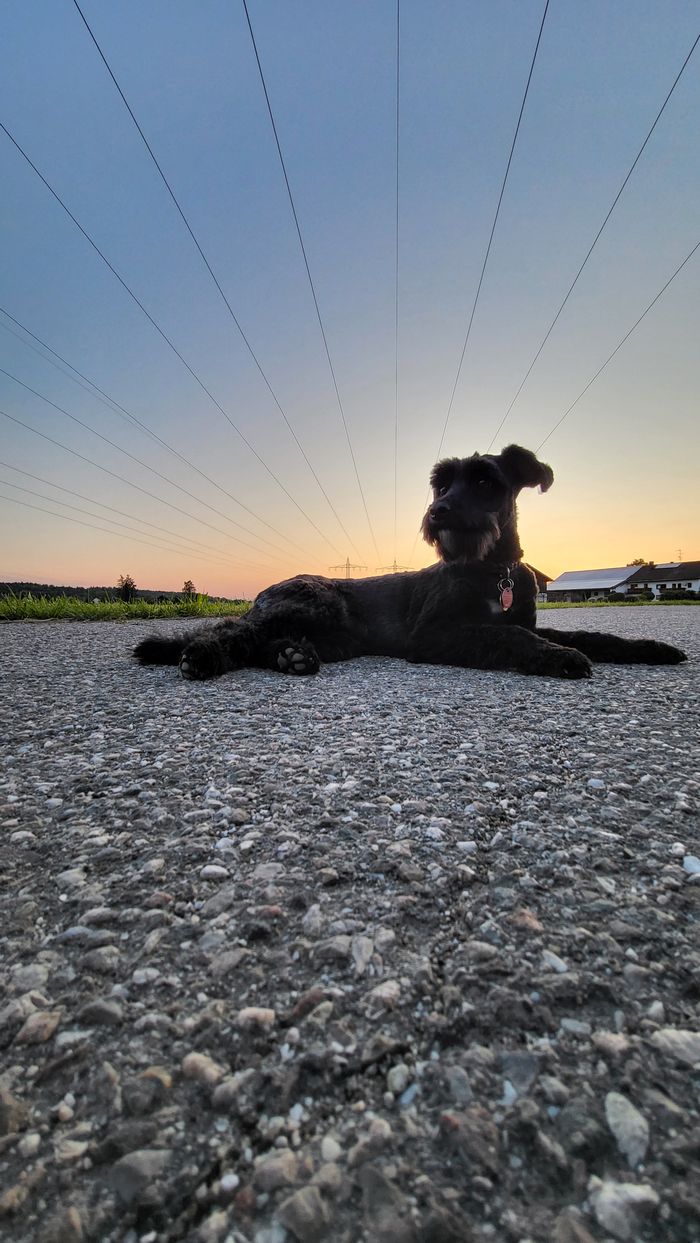 Schwarzer Hund liegt bei Sonnenuntergang auf einem Feldweg unter Stromleitungen